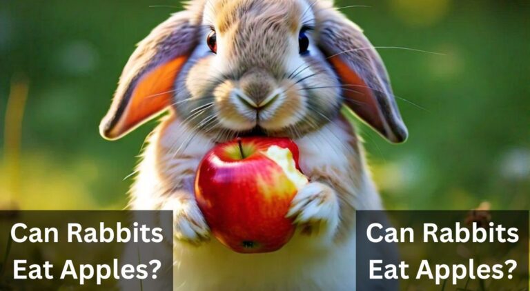 Can Rabbits Eat Apples?