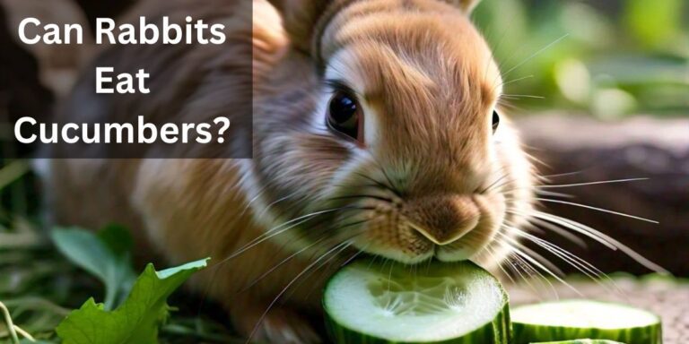 Can Rabbits Eat Cucumbers?