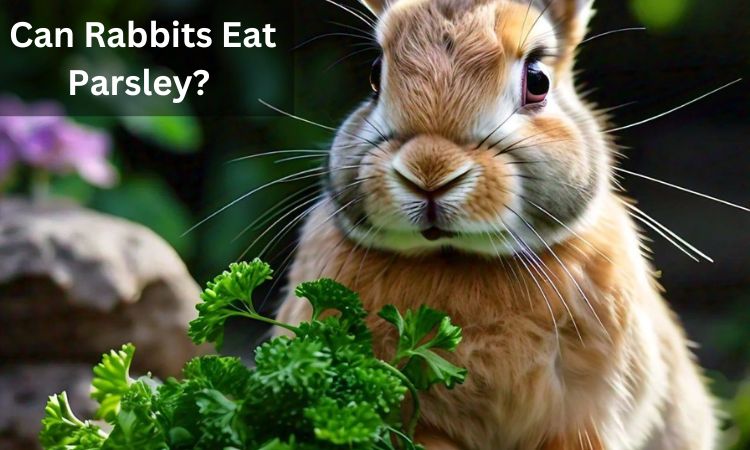 Can Rabbits Eat Parsley?