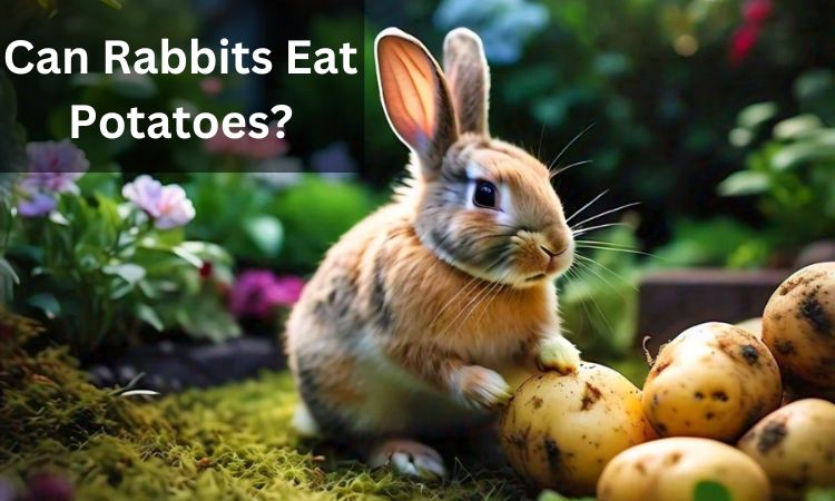 Can Rabbits Eat Potatoes?