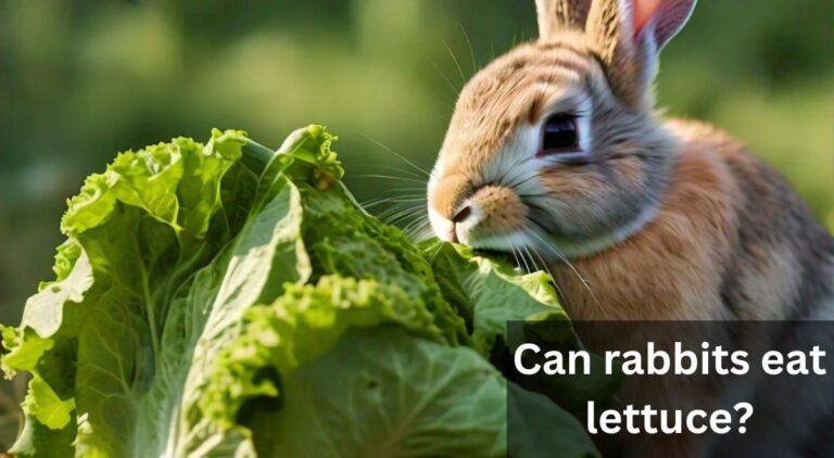 Can rabbits eat lettuce?