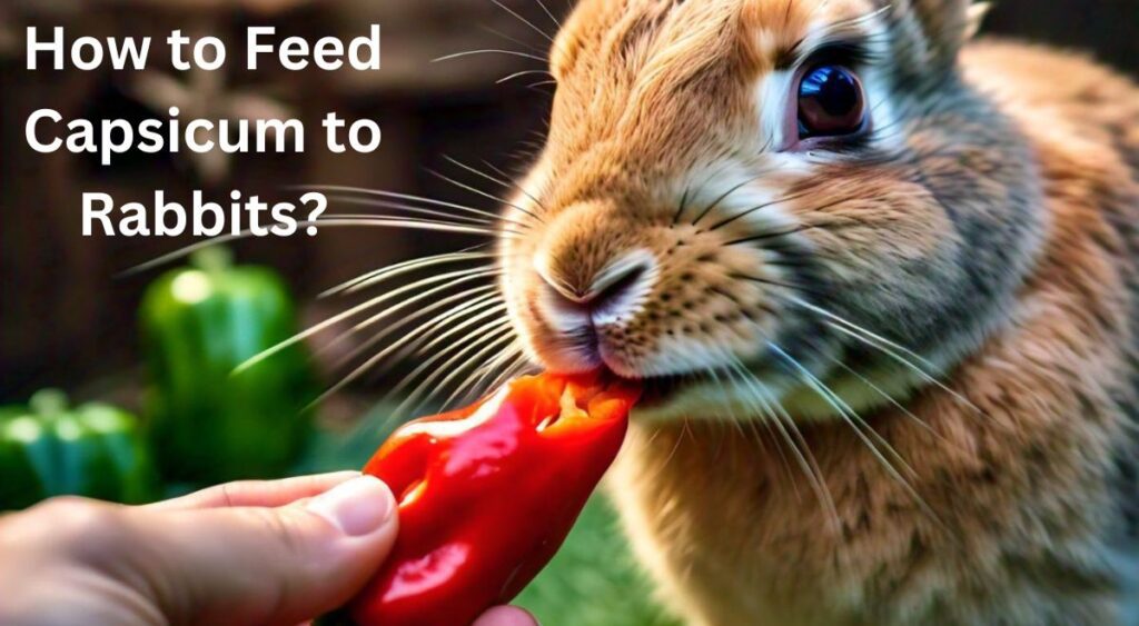 How to Feed Capsicum to Rabbits?