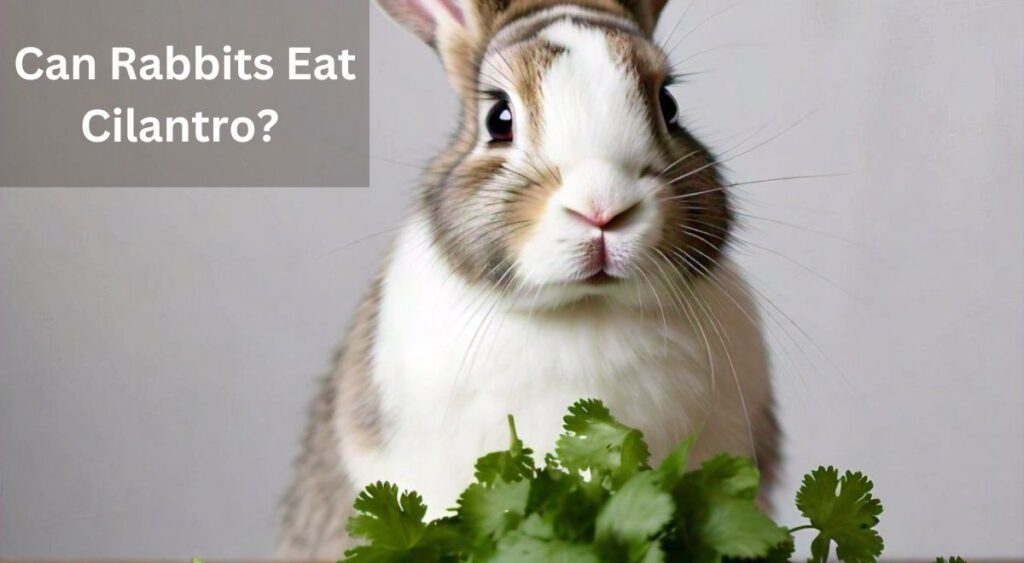 Can Rabbits Eat Cilantro? A Complete Guide