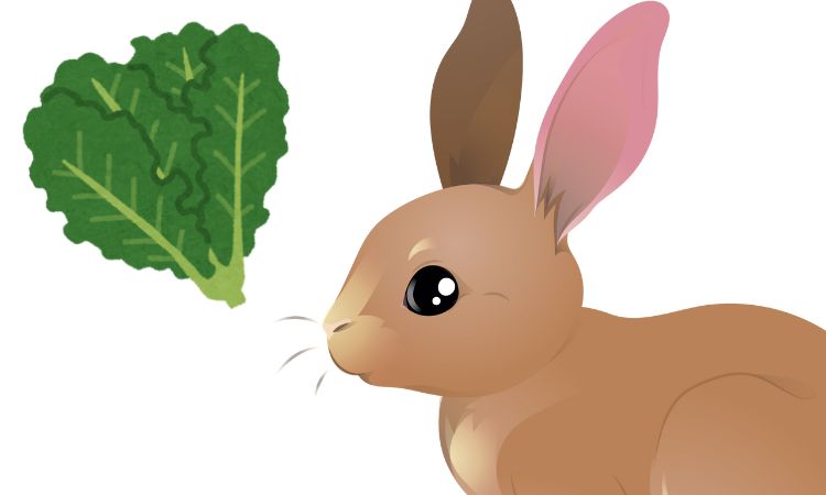 Can Rabbits Eat Kale?