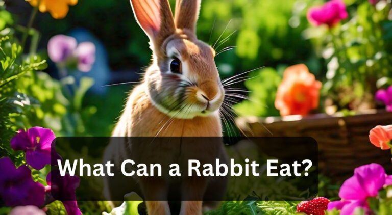 What Can a Rabbit Eat?