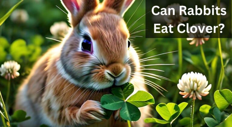 Can Rabbits Eat Clover?