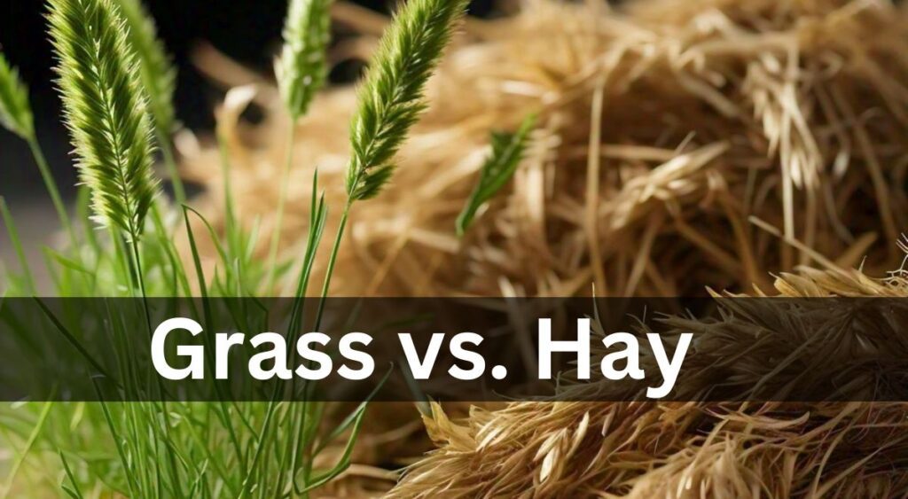 grass vs. Hay