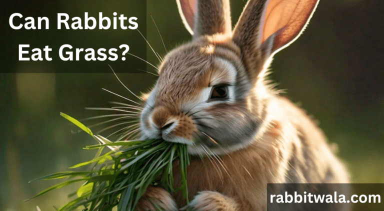 Can Rabbits Eat Grass? A Complete Guide for Rabbit Owners