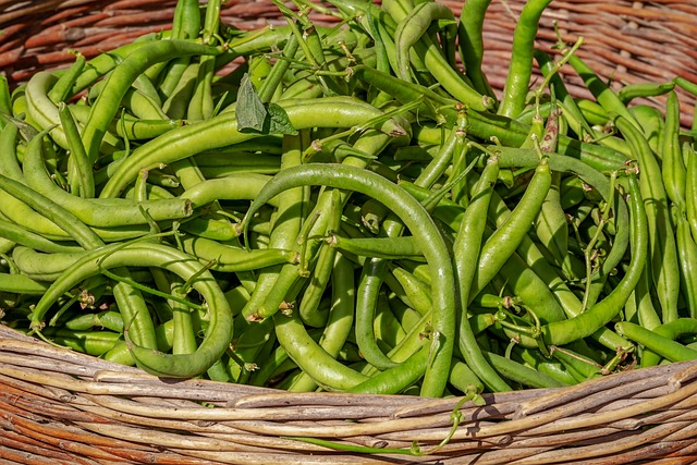 Can a Rabbit Eat Green Beans Guide for Rabbit Owners